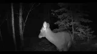 Night Wild Creatures with Nature