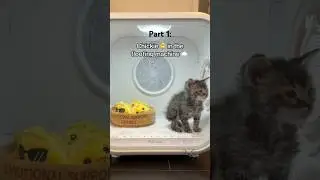 Chickie 🐥 in the floofing machine ☁️ post poop-splosion 💩💥 #petdryer #orphankitten #rescuekitten