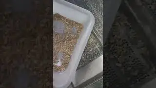 BL30 Chinese herbal medicine color sorter machine #herbal