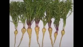 Maca -  Rich in Amino Acids, Power Boost, Vitamins B6, C  Copper, Manganese and Iron