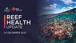Reef health update | 20 December 2023