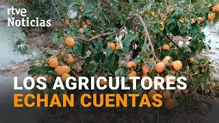 DANA: Los DAÑOS en los CULTIVOS PODRÍAN ASCENDER a 150 MILLONES de EUROS | RTVE Noticias