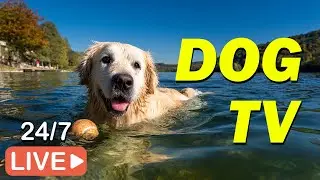 🔴[LIVE] DOG TV: Videos Anti-Anxiety & Prevent Boredom for Dogs to Watch Home Alone 💖Music for Dogs