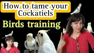 How to tame your Cockatiels in easy way in kannada| birds training tips | how to train your birds ||