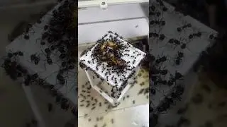 Fais &ccedil;a apr&egrave;s avoir acheter des insectes &agrave; tes fourmis !