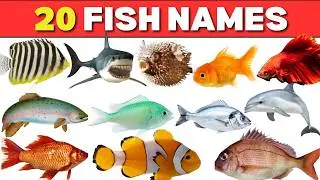 20 Fish Names for Kids | Fun Fish Learning Video | Learn the names of fishes | Fish Video | Fish ...