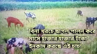 বিনা খরচে ছাগল পালন করে মাসে হাজার হাজার টাকা ইনকাম করছে এই চাচা