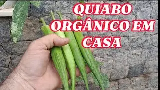 N&Atilde;O PLENTE QUIABO SEM ANTES VER ESSE V&Iacute;DEO