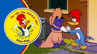 Pica-Pau Cuida de um Bebê Foca! | Pica-Pau em Português