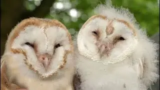 Barn Owl Chicks Get ID Rings | Gylfie & Finn | Robert E Fuller
