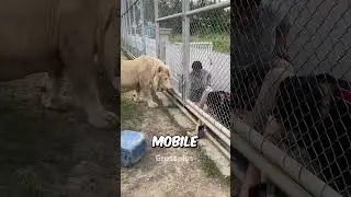 Lion zoo #shorts #science