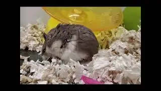 dwarf hamster 