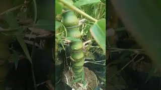 short#vairalvideo #Ghanti bamboo#nature #youtubeshorts #bollywood