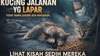 Sedih Banget! Kucing Jalanan Ini Lapar Parah Sampai Ketiduran Tidak Sadar Di Depannya Ada Makanan 