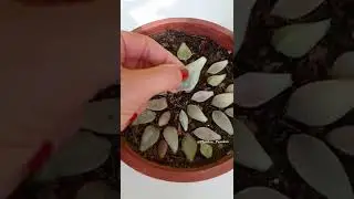 Comment r&eacute;ussir efficacement la bouture de plante grasse?