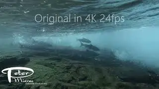 Sockeye salmon, fighting rapids in rive 4K stock footage