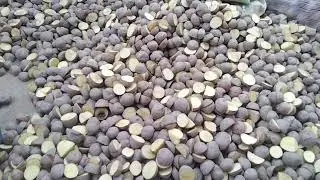 TECHNICO SEED POTATO
