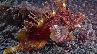 Most poisonous fish has amazing camouflage abilities