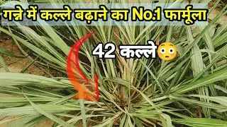 कल्ले कैसे बढ़ाएं | गन्ने में कल्ले बढ़ाने का No.1 फार्मुला | Sugarcane Tillering