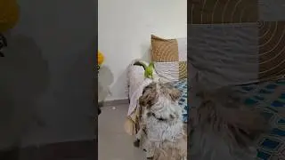 parrot🦜 fight🙀🙀 with dog 🐕 | funny fight😂😂❤️| #shortvideo #short #shorts #parrot #dog
