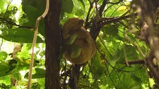 Rainforest Animals of Tambopata National Reserve, Peru
