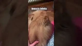 avere un cane &egrave; dolcezza #pomeranian #pets #doggielife #pom #puppy #love #animals