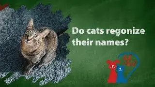 Ask the Vet: Do cats recognize their names?