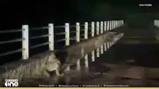 മംഗളൂരു നേത്രാവതി നദിയിൽ മുതല... Beltangady: Crocodile spotted in Netravati river near temple