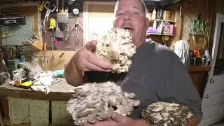 Kansas Hen of the Woods/Maitake Mushroom pick and cook