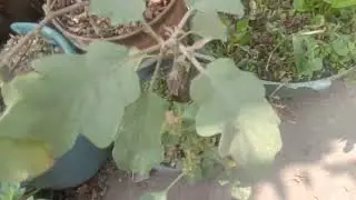 ছাদ বাগানে গোলাপ গাছের যত্ন ও পরিচর্যা।