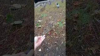 КУСЯем, дуримся 😃#duck #funny #short #autumn #осень #кусь
