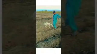 dog video shorts 🐕🐕🐶🐶 #dog #shadi #ytshorts #dogs #dogapparel #animal #trending #video #dogshorts