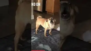Dramatic Screaming Pug #shorts 🥰 🤣