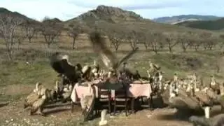 Пернатый пир