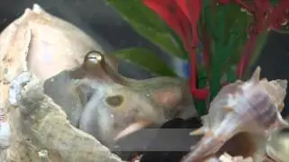 Octopus bimaculoides: Adaptive coloration
