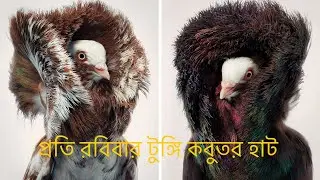 Jacobin pigeon Breed | fancy pigeon farm - Domestic pigeon | Breeding fancy pigeons#foryou #pigeon 