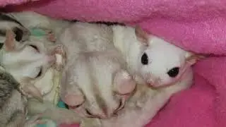Sugar Gliders Barking
