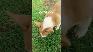 CORGI DOG WAFFLE DOG #corgidog #shorts