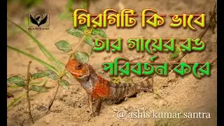 How to colour change oriental garden lizard