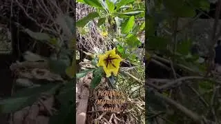Для того, чтобы, Что?...       #АлхимияРеальности