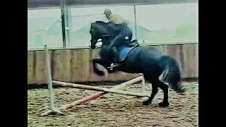 Pegasus SPORT, Friesian Horses for sale  