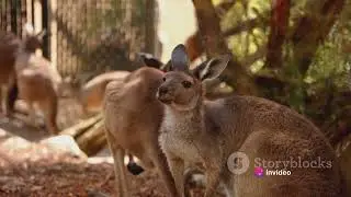 Unveiling the Secrets of the Australian Bilby