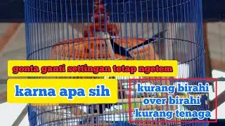 penyebab burung ngetem dan cara menanganinya 