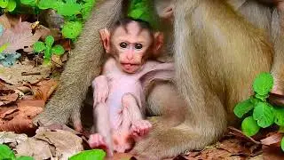 OMG!... Help Poor Baby Monkey.. l You Never See l Nice Clip Video baby Monkey l Adorable Monkey.