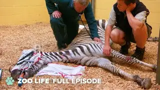 Zebra Fights For Her Life | The Zoo