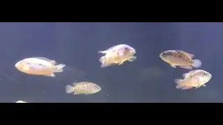 Jack Dempsey Cichlids 75 Gallon Aquarium