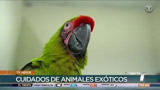 TR Verde: Cuidados de los animales ex&oacute;ticos