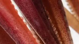 Strawberry squid 🍓🍓