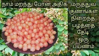 மூக்குசளி பழம்/நறுவலி பழம் பற்றி தெரியுமா?Naruvalli Fruit in Tamil