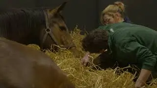 This is why the Irish National Stud is here
